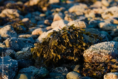 Selective focus of the rocks covered by algae in the stony beach, Trondheim, Norway photo