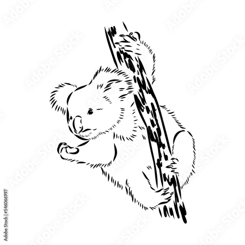 Koala bear animal on tree sketch engraving vector illustration. Scratch board style imitation. Black and white hand drawn image.