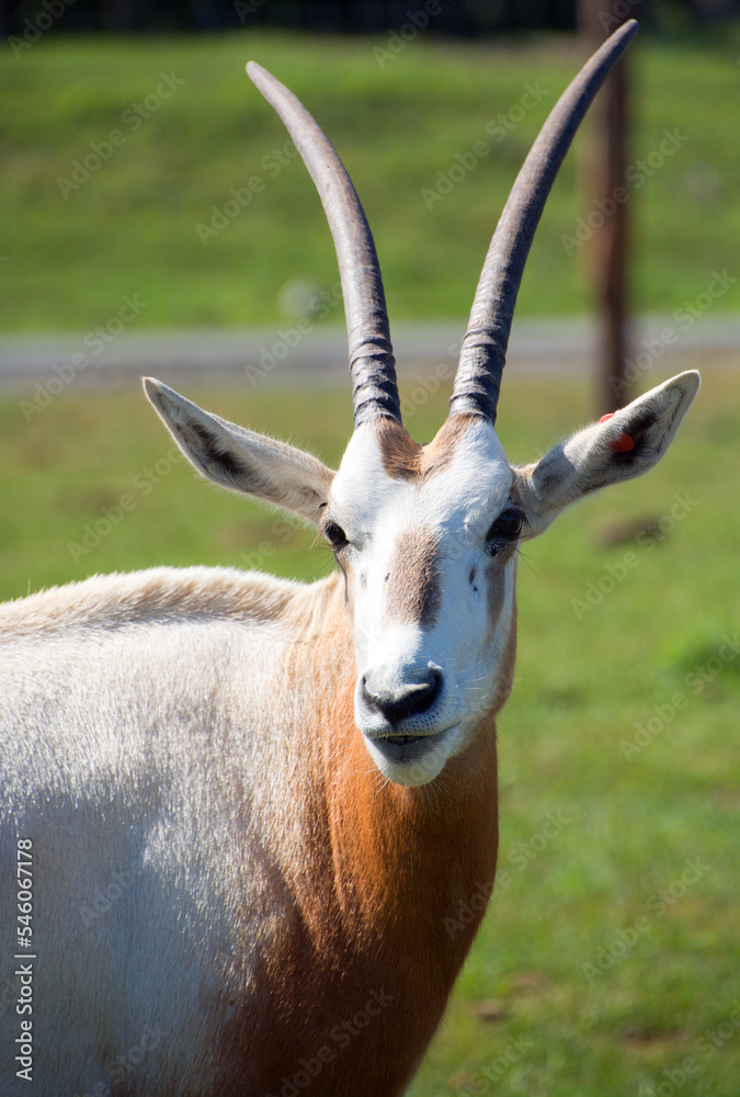 The addax (Addax nasomaculatus), also known as the white antelope and the screwhorn antelope, is an antelope native to the Sahara Desert. The only member of the genus Addax The addax (Addax nasomaculatus), also known as the white antelope and the screwhorn antelope, is an antelope native to the Sahara Desert. The only member of the genus Addax