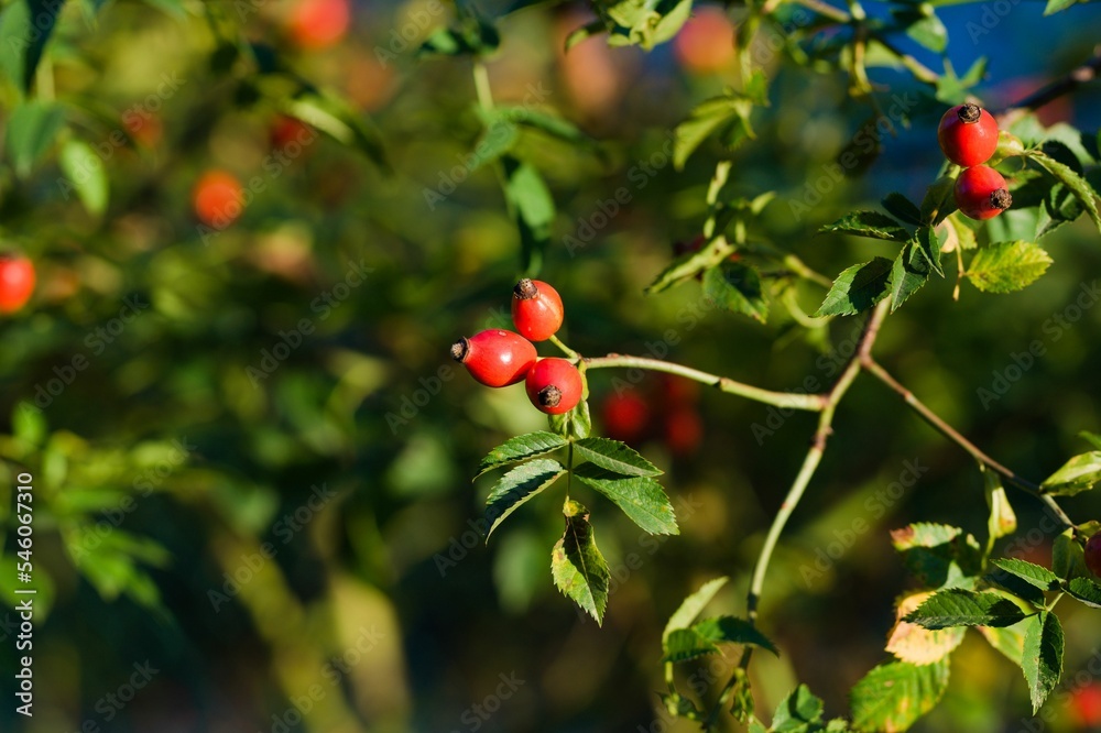 Closeup of a twig full of red dog rose wild fruit under the sunlight