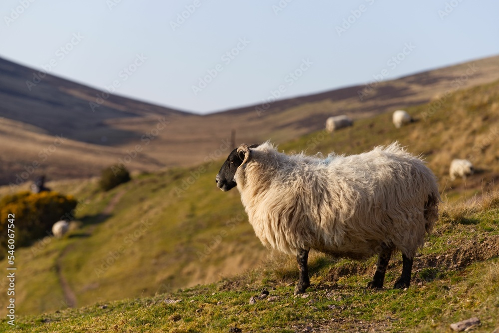 A ram sheep with fluffy white fur in a pasture in Edinburgh, Scotland, United Kingdom A ram sheep with fluffy white fur in a pasture in Edinburgh, Scotland, United Kingdom
