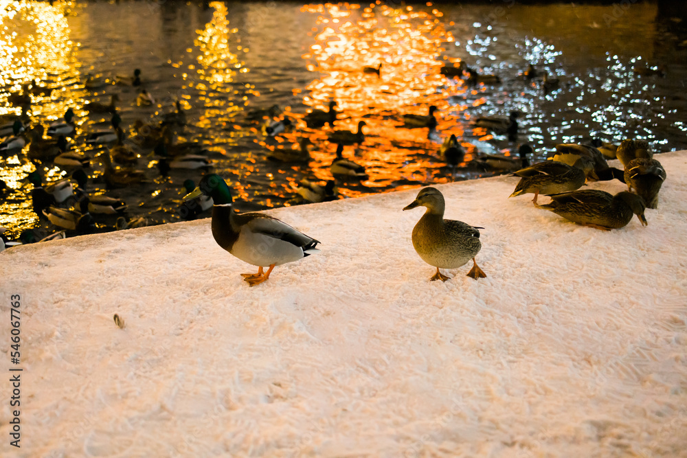 Fototapeta premium Winter portrait of duck in a winter public park. Duck birds are standing or sitting in the snow. Migration of birds. Ducks and pigeons in the park are waiting for food from people.