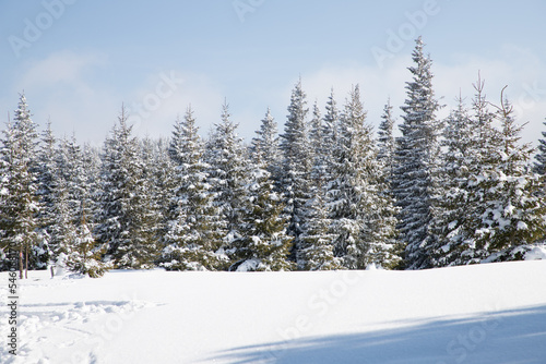 beautiful winter landscape with snowy fir trees