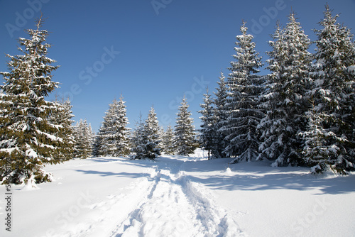 beautiful winter landscape with snowy fir trees