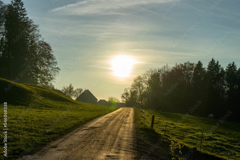 Fototapeta premium Horses grazing near a dirt rural road