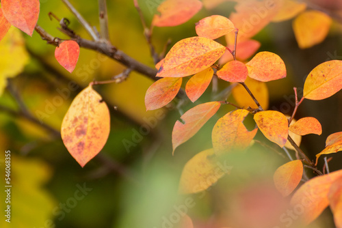 Autumn yellow and orange vibrant leaves branches close-up with blur background. Autumnal forest  nature details