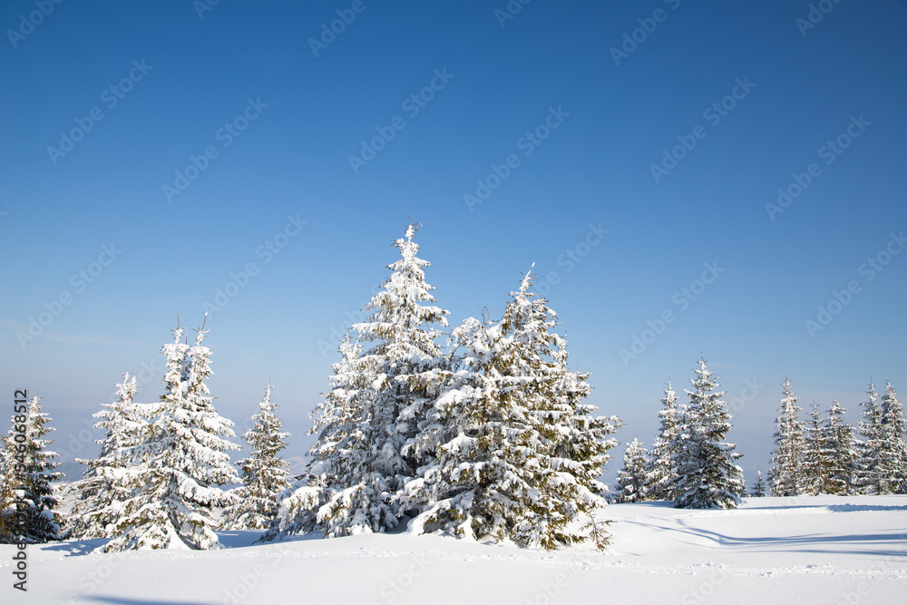 beautiful winter landscape with snowy fir trees beautiful winter landscape with snowy fir trees