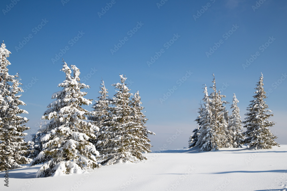 beautiful winter landscape with snowy fir trees