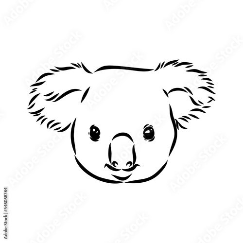 Koala bear animal on tree sketch engraving vector illustration. Scratch board style imitation. Black and white hand drawn image.