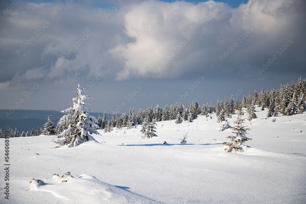 Obraz premium beautiful winter landscape with snowy fir trees