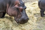 Closeup shot of a big hippopotamus eating hay, with another hippopotamus in the background
