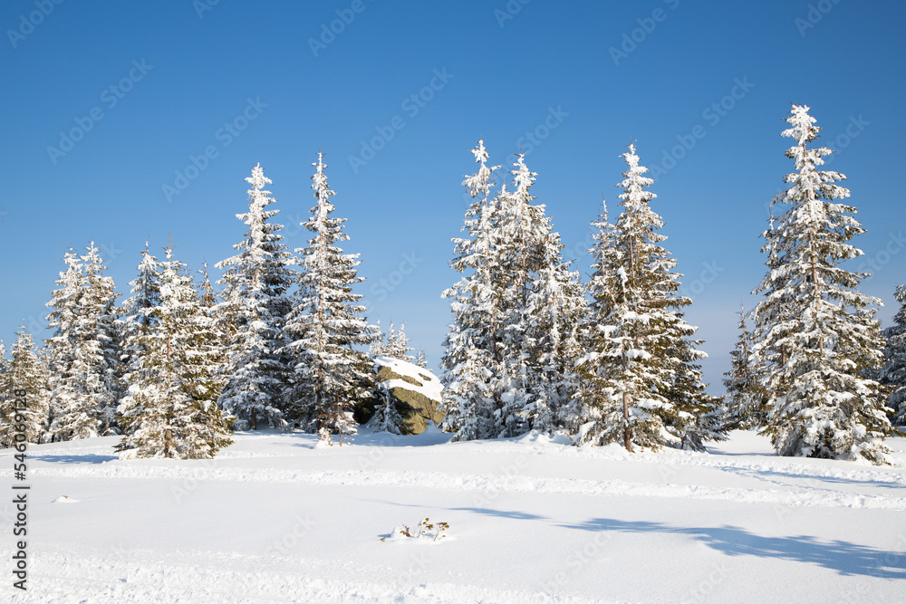 beautiful winter landscape with snowy fir trees beautiful winter landscape with snowy fir trees