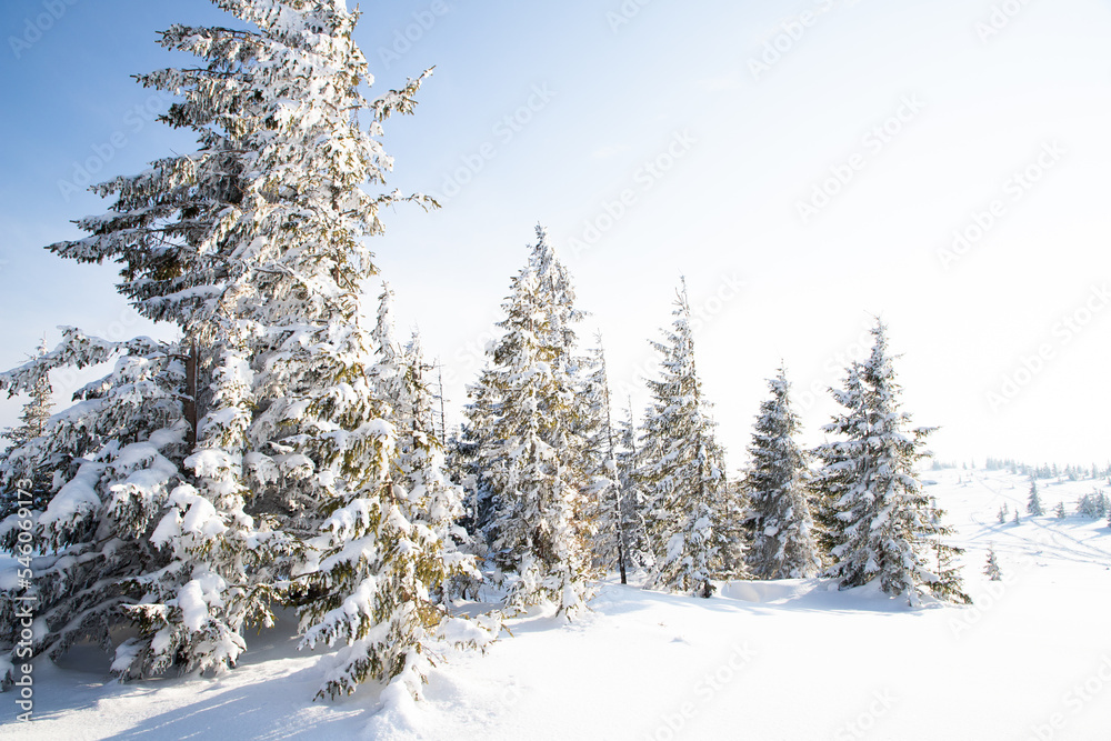 beautiful winter landscape with snowy fir trees beautiful winter landscape with snowy fir trees