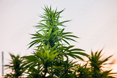 cannabis in the field  marijuana plant