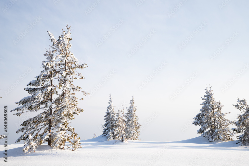 beautiful winter landscape with snowy fir trees