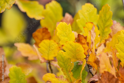 Autumn yellow leaves on oak tree branches macro with blurred background, gold time season nature details