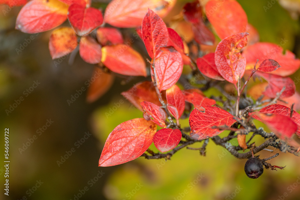 Autumn red vibrant leaves bush close-up with blurred green background. Autumnal forest colorful nature details Autumn red vibrant leaves bush close-up with blurred green background. Autumnal forest colorful nature details