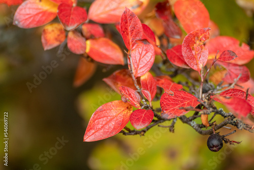 Autumn red vibrant leaves bush close-up with blurred green background. Autumnal forest colorful nature details