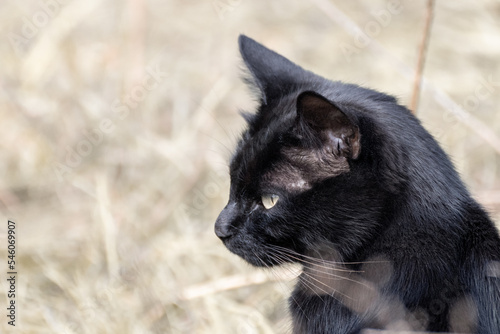Black cat with yellow eyes hides in dry autumn wild grass field close-up. Wildlife watching, cute animal