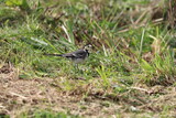 Pied Wagtail (Mottacilla alba) feeding in the recently cut  grass.