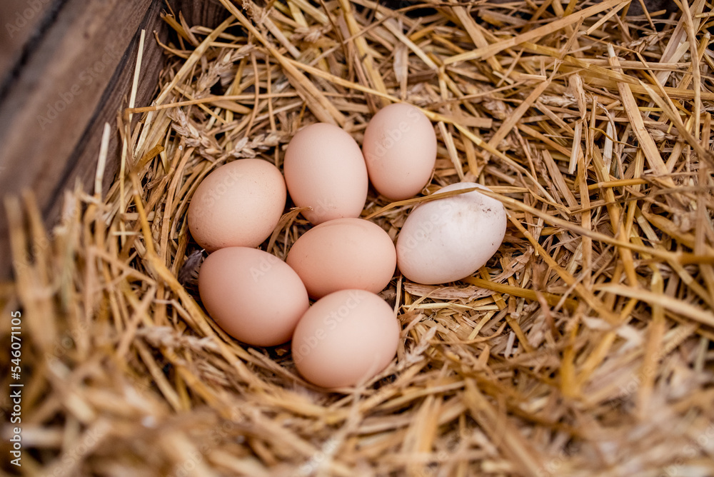 Close-up of three fresh chicken eggs in a straw nest.