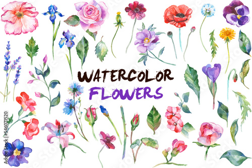 Watercolor painted collection of flowers. Hand drawn flower design elements isolated on white background. © Maxim Basinski