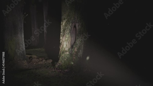 A giant monster eye staring from a tree hollow. Scary dark forest handheld POV camera footage. Cinematic Halloween 3D animation.