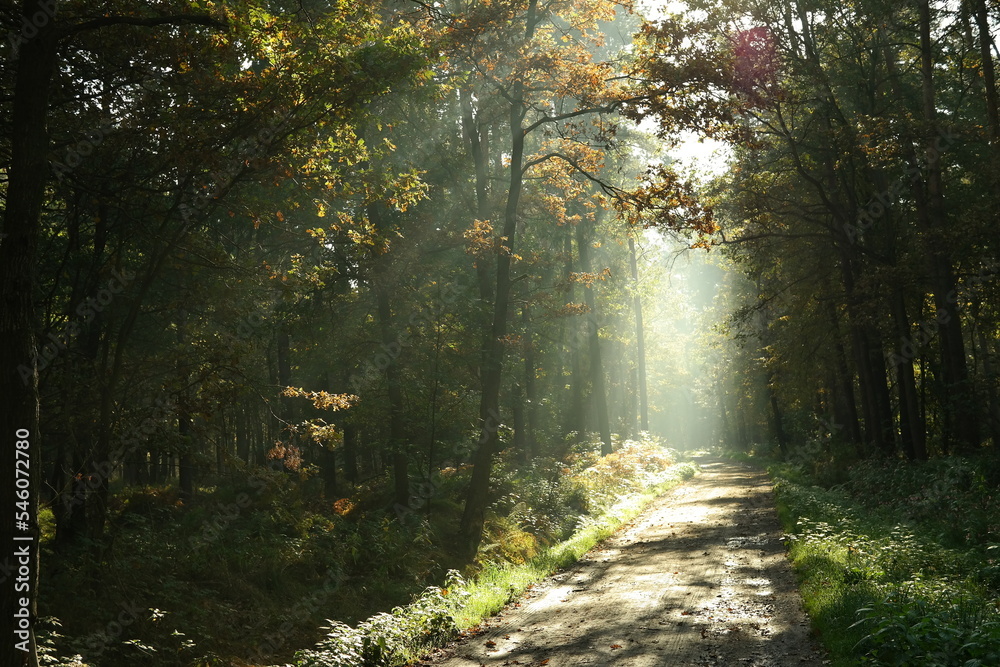 Fototapeta premium morning in the forest