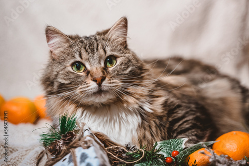 an observant fluffy tabby cat lies on a Christmas white textured background with fir twigs, cones, holly leaves and berries, gifts and tangerines