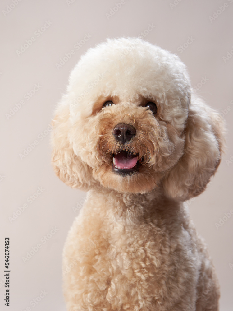 curly little poodle on a beige background. Portrait of a happy pet in the studio curly little poodle on a beige background. Portrait of a happy pet in the studio