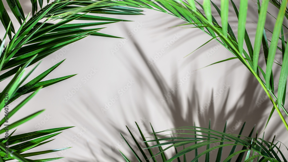 Beautiful green palm leaves and shadows on the gray background