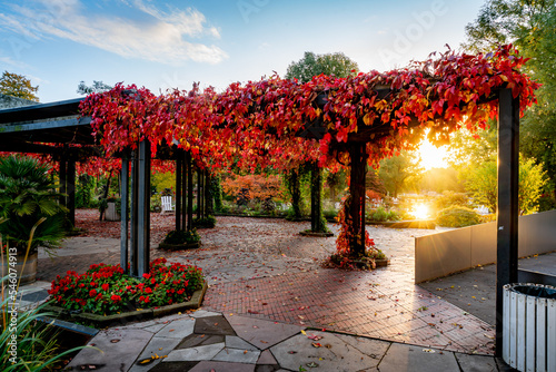 Autumn red leaves in morning sun