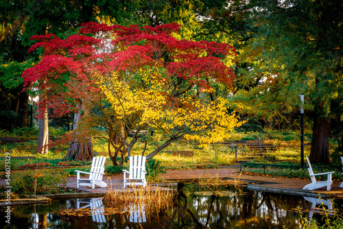 Red and yellow tree in autumn with white deckchairs in Hamburg city park