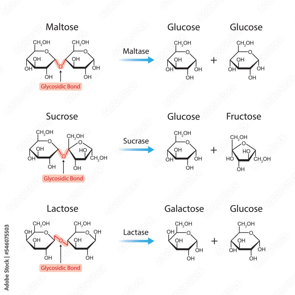 Scientific Designing of Disaccharides Digestion. Maltase, Sucrase and Lactase Enzymes Effect on