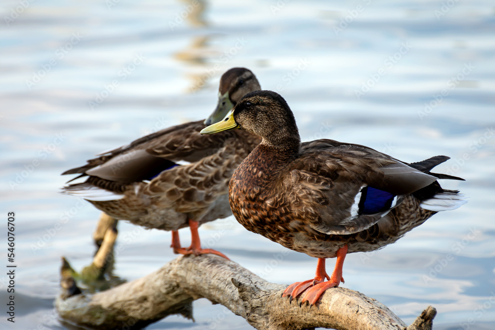 Ducks resting on a tree trunk Ducks resting on a tree trunk