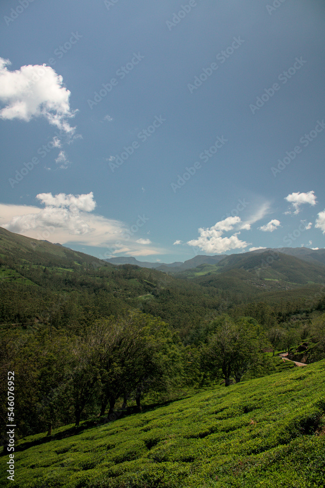tea plantation in the mountains 