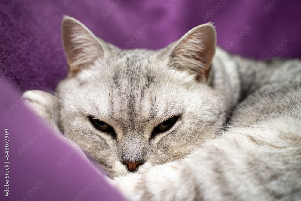 The cat is sleeping. Close-up of a sleeping cat muzzle, eyes closed. Against the background of a purple blanket. Favorite Pets, cat food.