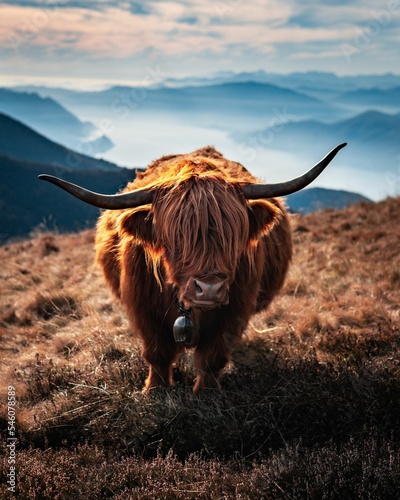 Vertical shot of a highland cattle with long horns and brown hair in the field photo