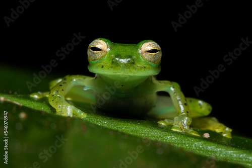 Close up of an Emerald Glass Frog or Nicaragua Giant Glass Frog (Spadarana prosoblepon) on a green leaf and black background.Rana de cristal esmeralda.