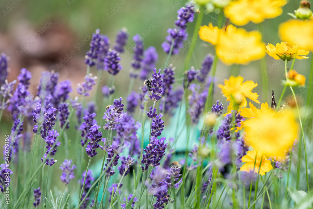 Obraz premium Lavender flowers with a bee