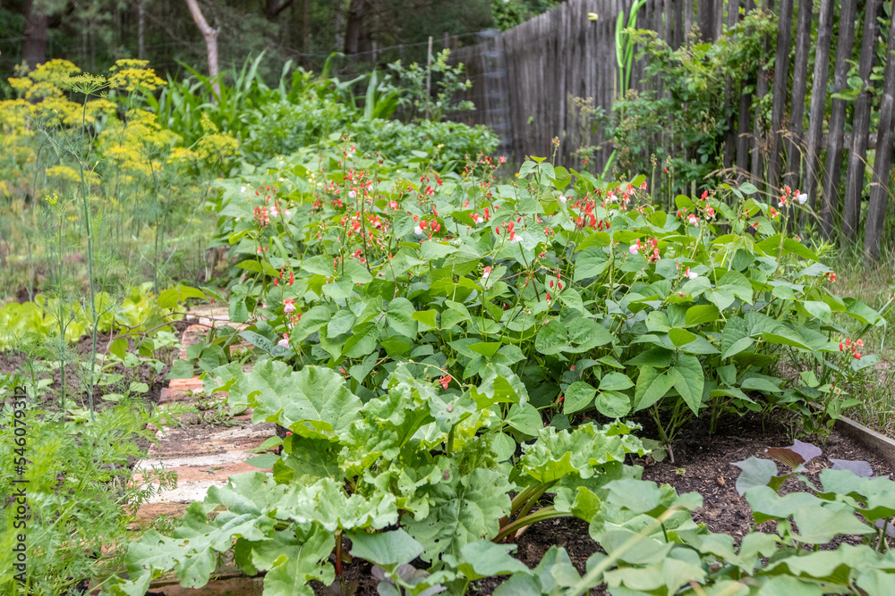 Vegetable garden outside in summer Vegetable garden outside in summer