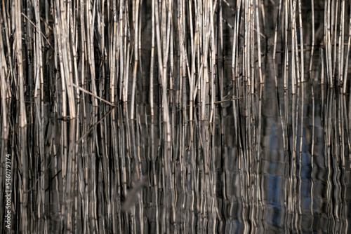 background of reeds, värmdö,sverige, sweden