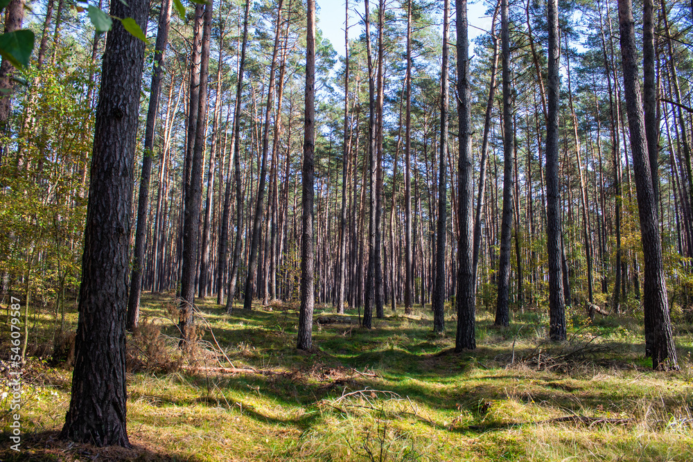 Forest in early autumn on a sunny day Forest in early autumn on a sunny day