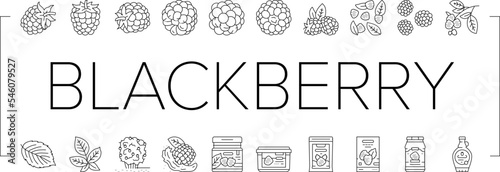 blackberry fruit berry black food icons set vector