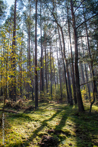Fototapeta Naklejka Na Ścianę i Meble -  Forest in early autumn on a sunny day