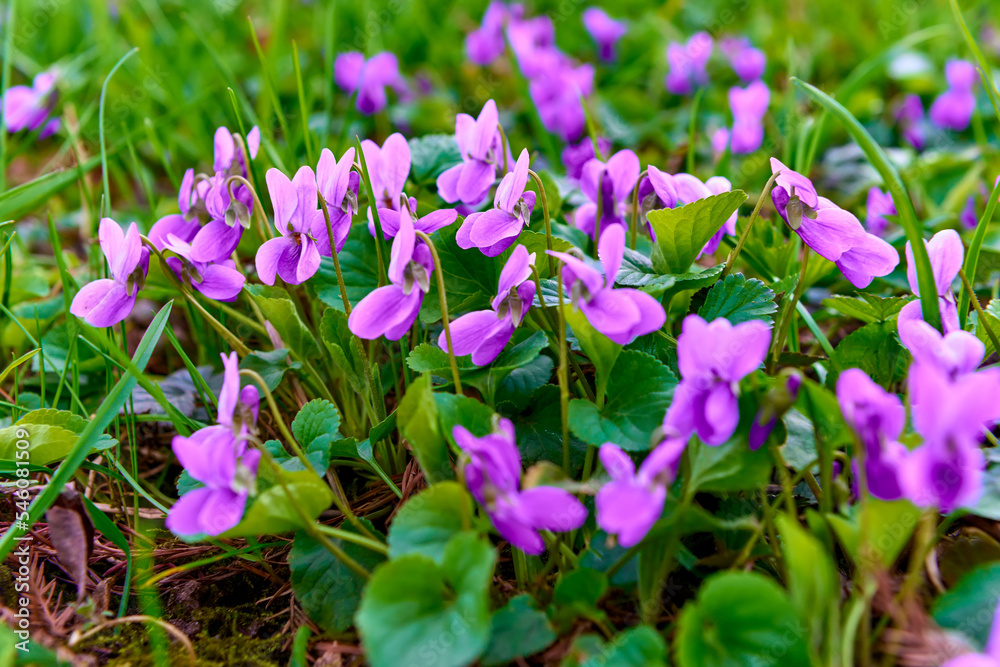 Common violets (Viola Odorata, Sweet Violet, English Violet or Garden Violet) flowers in bloom in the garden close up. Beautiful purple spring flower. Spring concept