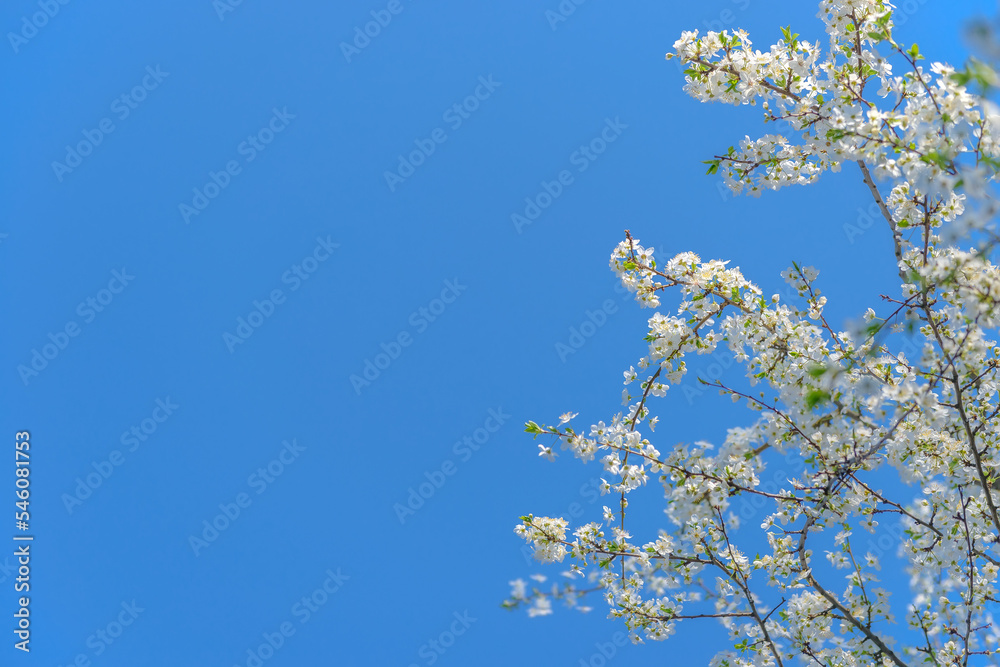 Beautiful white flowers of fruit tree against blue sky background on sunny spring day. Spring background with tree blooming. Spring banner concept. For easter and spring greeting cards with copy space Beautiful white flowers of fruit tree against blue sky background on sunny spring day. Spring background with tree blooming. Spring banner concept. For easter and spring greeting cards with copy space