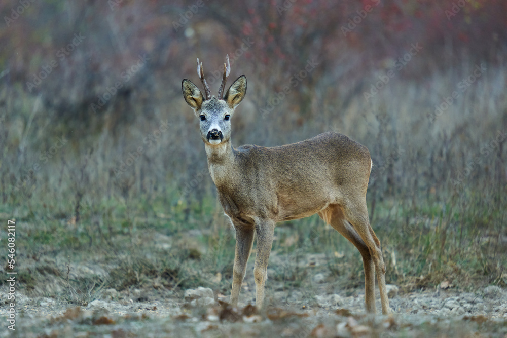 Roebuck by the forest and bushes