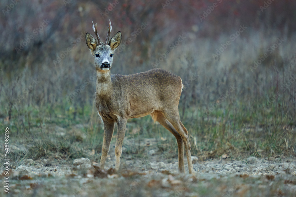 Roebuck by the forest and bushes Roebuck by the forest and bushes