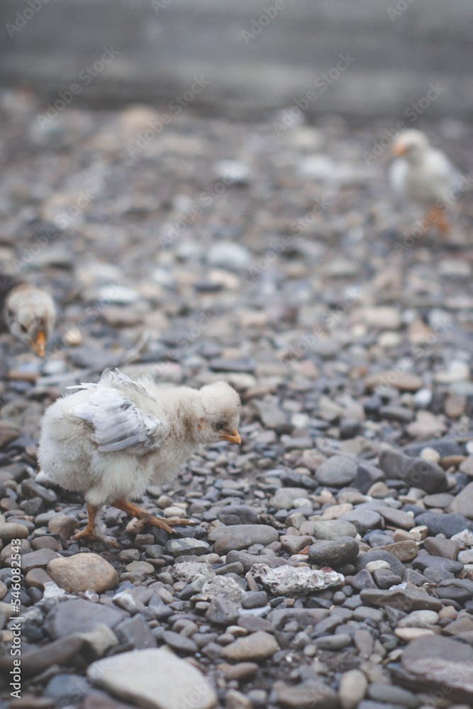 Close up of small white chick walking on stones Close up of small white chick walking on stones
